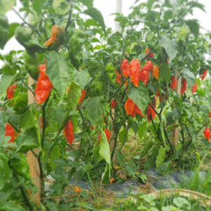 Bhut Jolokia Chilli
