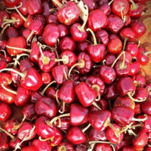 Mundu Chilli