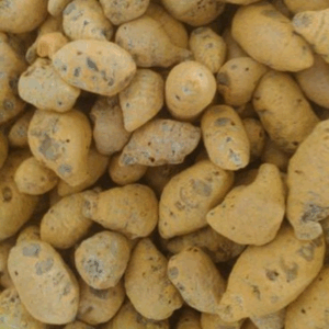 Nizamabad Bulb Turmeric